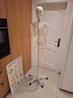 Studiemateriaal menselijk lichaam geraamte op wieltjes, Diversen, Schoolbenodigdheden, Ophalen