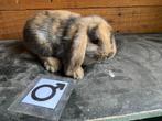 Nederlandse hangoordwerg NHD, Dieren en Toebehoren, Konijnen, Meerdere dieren, Dwerg, Hangoor, 0 tot 2 jaar