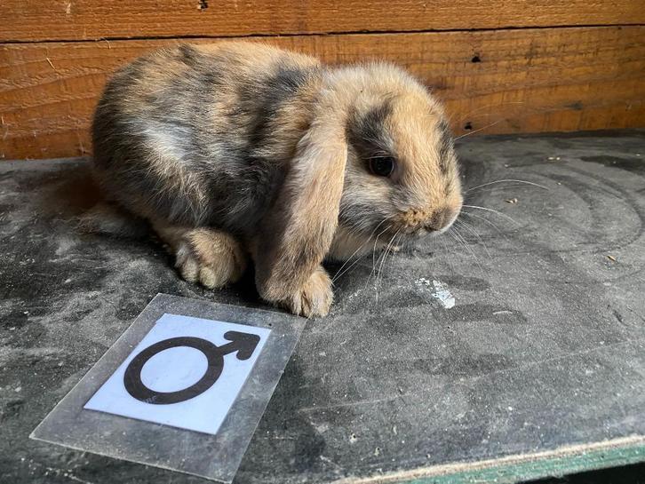 Nederlandse hangoordwerg NHD, Dieren en Toebehoren, Konijnen, Dwerg, Meerdere dieren, 0 tot 2 jaar, Hangoor
