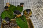 8 Zwartkopcaique`s + 9 Roestkop-caique`s/papegaaien, Geslacht onbekend, Papegaai, Geringd
