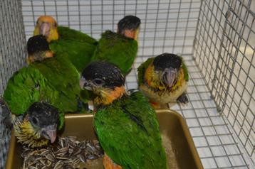 7 Zwartkopcaique`s + 2 Roestkop-caique`s/papegaaien beschikbaar voor biedingen