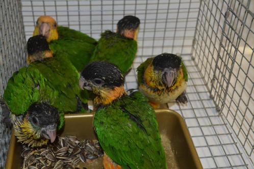 7 Zwartkopcaique`s + 2 Roestkop-caique`s/papegaaien, Dieren en Toebehoren, Vogels | Parkieten en Papegaaien, Papegaai, Geslacht onbekend
