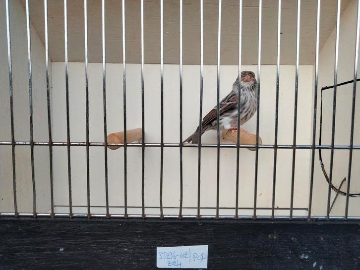 Te bekomen agaat rode mozaïek kleurkanaries ., Dieren en Toebehoren, Vogels | Kanaries, Kleurkanarie, Meerdere dieren