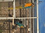 Blauwgele ara, Meerdere dieren, Papegaai, Geringd