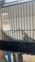 Vogels, Animaux & Accessoires, Oiseaux | Canaris