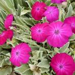 Vaste plant Prikneus of lychnis conoraria, Overige soorten, Volle zon, Vaste plant, Ophalen of Verzenden