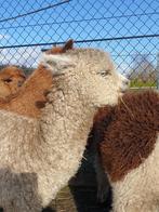 Alpaca cria's, Dieren en Toebehoren, Overige Dieren, Meerdere dieren