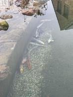 Koi vissen te koop, Carpe ou Koï