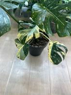 Monstera Thai Constellation, Huis en Inrichting, Kamerplanten, Ophalen, In pot