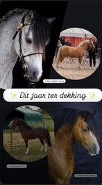 4 Welsh A hengsten ter dekking, Animaux & Accessoires