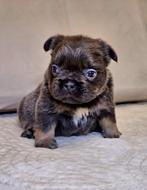 Fluffy Franse bulldog, België, Fokker | Hobbymatig, CDV (hondenziekte), 8 tot 15 weken