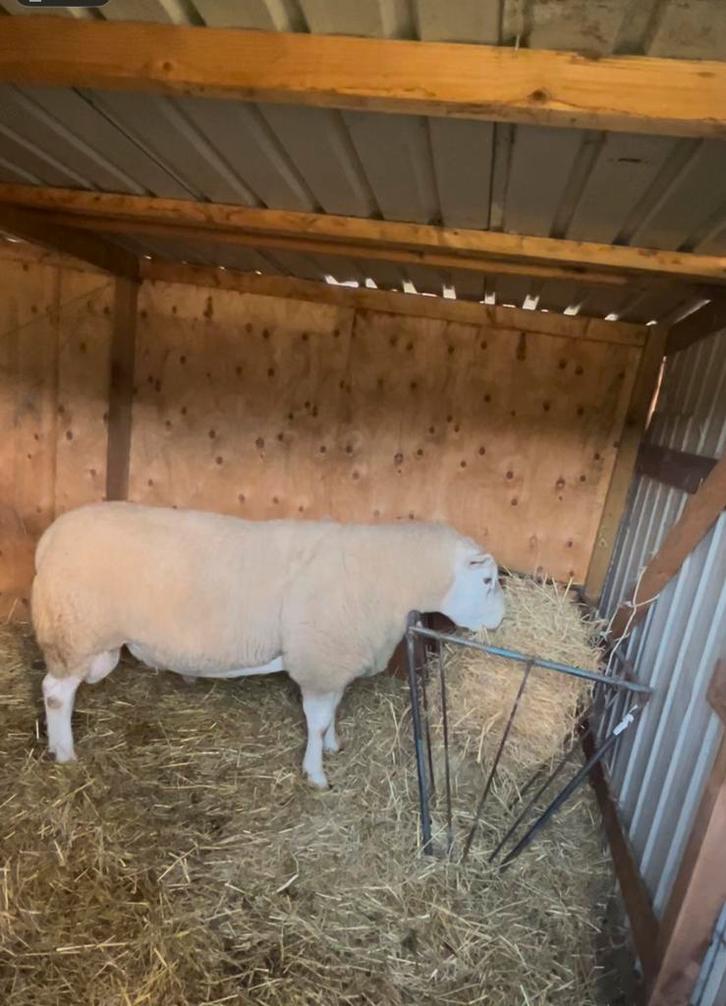 Mooie Engelse Texelse dekram te koop, Dieren en Toebehoren, Schapen, Geiten en Varkens, Schaap, Mannelijk, 3 tot 5 jaar
