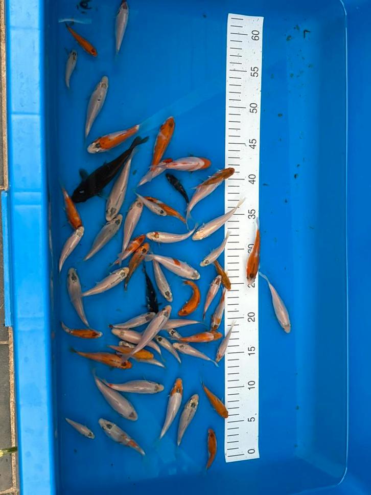 Tosai Japanse koi., Dieren en Toebehoren, Vissen | Vijvervissen
