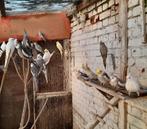 Mooie valkparkieten te koop, Plusieurs animaux, Perruche, Bagué