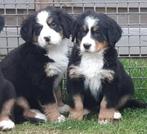 Berner Sennen pups, Dieren en Toebehoren, Honden | Herdershonden en Veedrijvers, België, Overige rassen, CDV (hondenziekte), 8 tot 15 weken