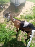 Nubische geit (Mieke)zeer lief en aanhankelijk, Animaux & Accessoires, Moutons, Chèvres & Cochons, Chèvre