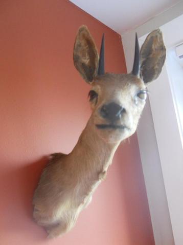 Antiloop beschikbaar voor biedingen