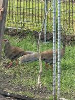 zilverfazant hennen, Dieren en Toebehoren