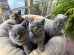 Brits korthaar 780€, Dieren en Toebehoren, Katten en Kittens | Raskatten | Korthaar, Meerdere dieren, Gechipt, 0 tot 2 jaar