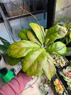 Hoya cv viola stekjes, Maison & Meubles, Plantes d'intérieur, Plante à fleurs, Enlèvement ou Envoi, Autres espèces, Moins de 100 cm