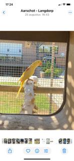 Lutino Alexander, Dieren en Toebehoren, Vrouwelijk, Parkiet, Geringd