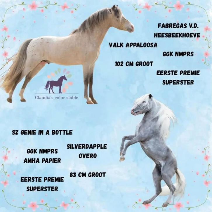 twee superster GGK NMPRS hengsten ter dekking, Animaux & Accessoires, Chevaux & Poneys | Étalons & Juments poulinières, Étalon