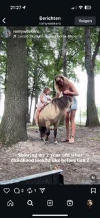 Shetlander hengst, Dieren en Toebehoren, Ophalen, Zo goed als nieuw