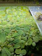 Aquarium drijfplanten gratis af te halen., Dieren en Toebehoren, Ophalen, Nieuw, Plant(en), Steen of Hout