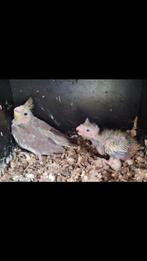 Jonge valparkieten, Dieren en Toebehoren, Vogels | Overige Vogels, Tam