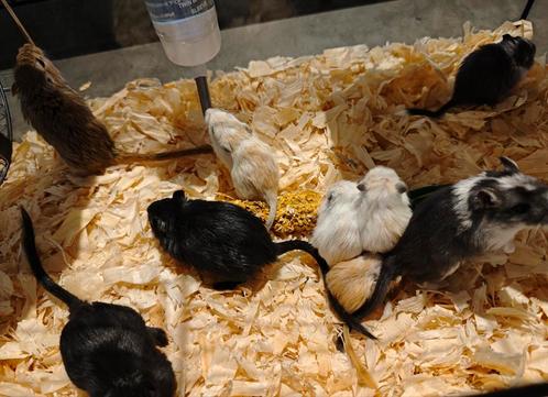 Mooie Gerbils , Woestijnratjes, Dieren en Toebehoren, Knaagdieren en Konijnen | Toebehoren, Ophalen