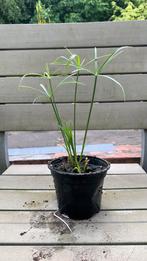 Papyrus plant of paraplu plant 45 cm, Ophalen