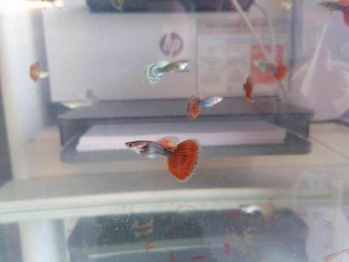 corydoras, guppen, gele platy, danio, zwaarddrager, black m, Dieren en Toebehoren, Vissen | Aquariumvissen, Zoetwatervis, Vis