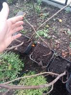 Vijgenstek 50cm, Ophalen