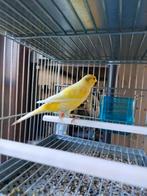 Zangkanarie., Animaux & Accessoires, Oiseaux | Canaris, Plusieurs animaux, Canari chanteur