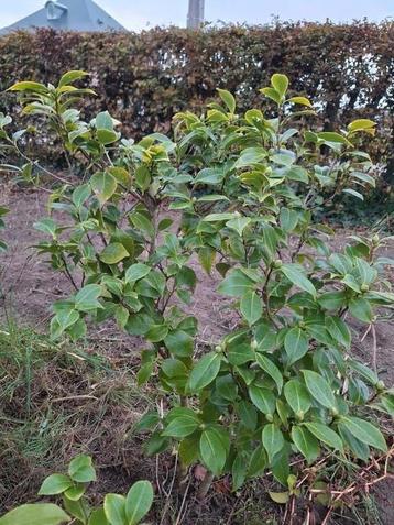 Camelia - Japanse roos 100 cm  beschikbaar voor biedingen