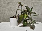 Kalanchoe daigremontiana in keramieken pot, Ophalen