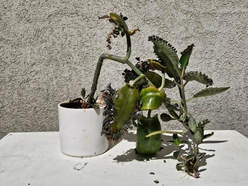 Kalanchoe daigremontiana in keramieken pot, Huis en Inrichting, Kamerplanten, Ophalen