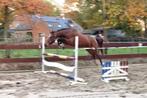 3,5 jarige merrie E-pony / klein paardje CLEAN X-RAYS, Dieren en Toebehoren, Paarden, Merrie, Springpaard, Minder dan 160 cm, Gechipt