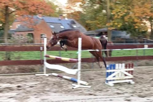 3,5 jarige merrie E-pony / klein paardje CLEAN X-RAYS, Dieren en Toebehoren, Paarden, Merrie, Onbeleerd, Minder dan 160 cm, 3 tot 6 jaar