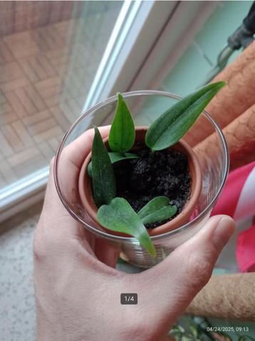 PHILODENDRON BURLE MARX FLAME groene kamerplant beschikbaar voor biedingen