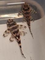 L-333hypancistrus-beperkt aanbod/10 stuks+gratis planten&zo, Dieren en Toebehoren, Vissen | Aquariumvissen, Vis, Zoetwatervis