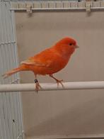 rode kanarie, Vrouwelijk, Kleurkanarie