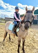 Lieve D pony, Dieren en Toebehoren, Zadelmak