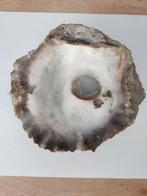 Coquille d'huître japonaise, Collections, Minéraux & Fossiles, Enlèvement ou Envoi