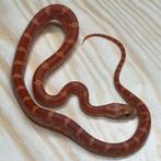 Korenslang 9 maand, Hypo Bloodred, Dieren en Toebehoren, Slang, Tam, 0 tot 2 jaar