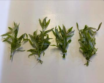 Hygrophila polysperma. Aquariumplant. beschikbaar voor biedingen