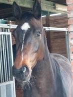 Springpaarden, Dieren en Toebehoren