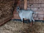 Schimmel hermelijn bok!, Dieren en Toebehoren, Mannelijk, Geit, 0 tot 2 jaar