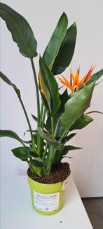Strelitzia Reginae, Tuin en Terras, Ophalen