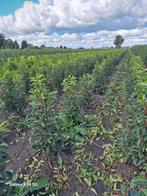 Prunus lusitanica angustifolia, Portugese laurier tot 100 cm, Tuin en Terras, Ophalen of Verzenden, Laurier